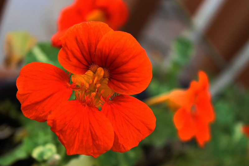 Edible flowers? Try it!